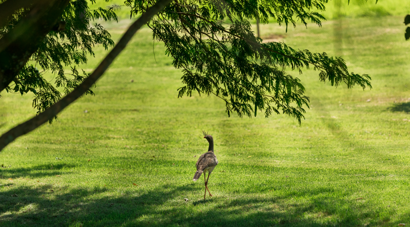 Morar no campo: 4 pontos para levar em consideração