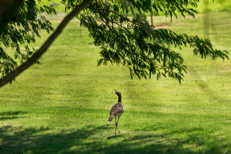 Morar no campo: 4 pontos para levar em consideração