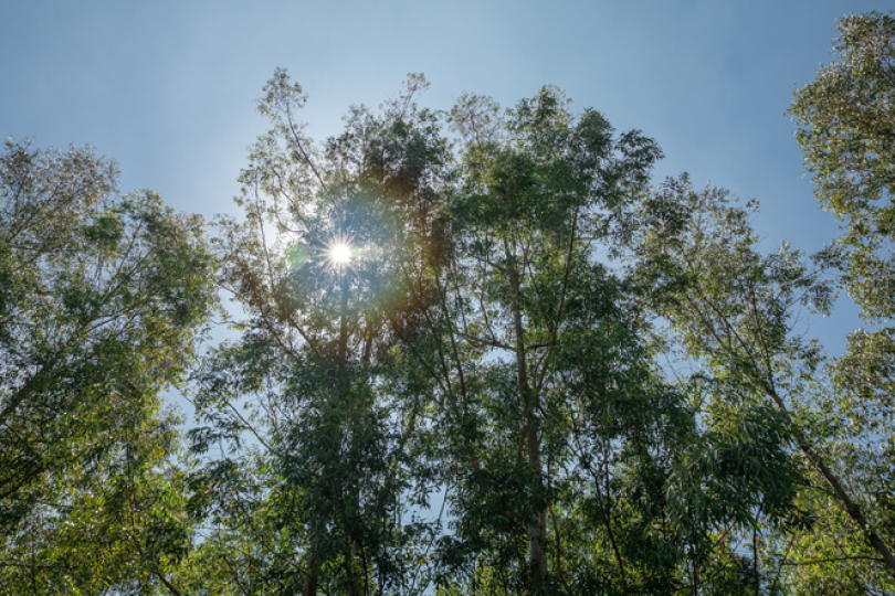 Qualidade de vida na pandemia: porque morar no interior